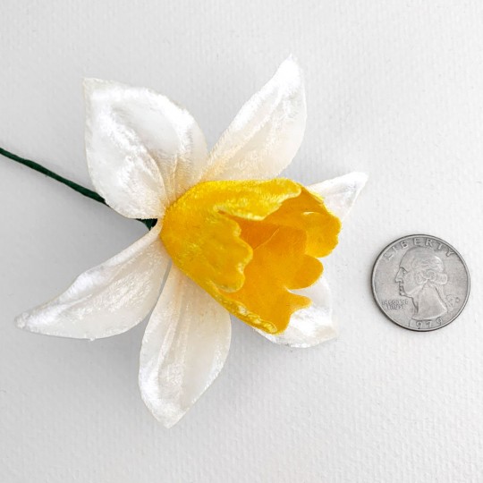 Large White and Golden Yellow Velvet Daffodil ~ Czech Republic